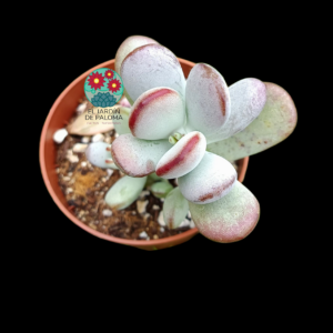 Cotyledon orbiculata "Oophyila"