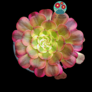 Aeonium Garnet yellow variegata (importación)