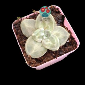 Echeveria Xichuensis