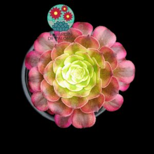 Aeonium Garnet yellow variegata (importación)