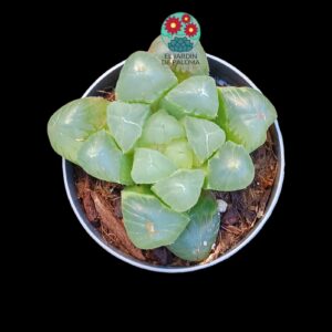Haworthia cooperi obtusa (no es grande)