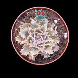 Graptoveria "Starfire" (No es granse,híbrido de Suculentia)