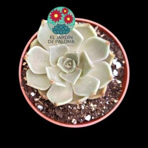 Echeveria "Santa Ana"