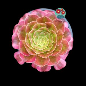 Aeonium Garnet yellow variegata (importación)