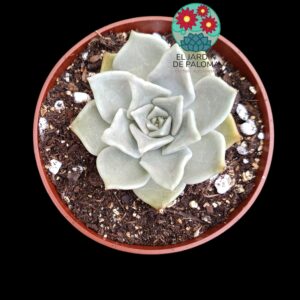 Echeveria Juliana pura