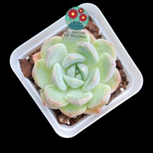 Echeveria "Cream beauty"  (importación)