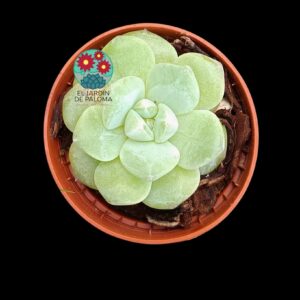 Echeveria White diamond (importación, maceta pequeña)