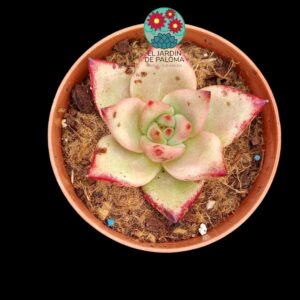 Echeveria Agavoides Romeo (selección)