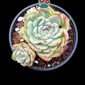 Echeveria Chihuahuensis con hijuelo