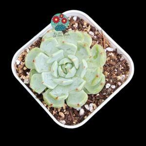 Echeveria Cuspidata