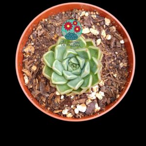 Echeveria "Bubbaloo"