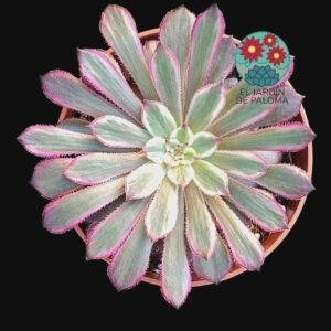 Aeonium "Purple magic"