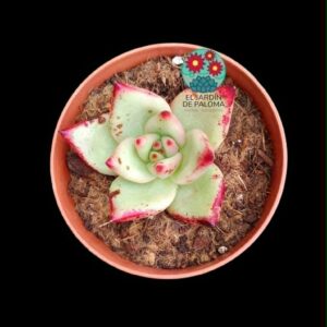 Echeveria Agavoides ebony