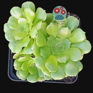 Aeonium arboreum 3 rosetas (tiene buen tamaño)