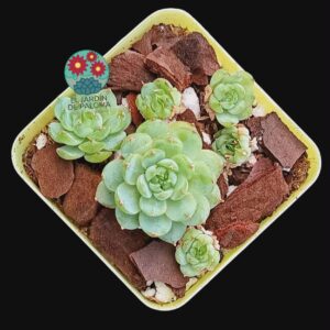 Echeveria Yang Jin cluster (importación, no es grande)