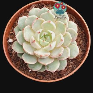 Echeveria "Ben badis" (novedad)