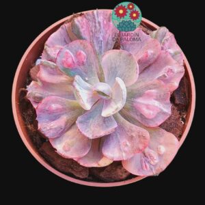 Echeveria Beyonce variegata (importación)