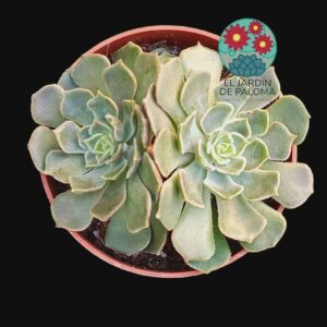 Echeveria Brown rose doble roseta