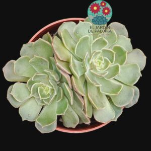 Echeveria Brown rose doble roseta