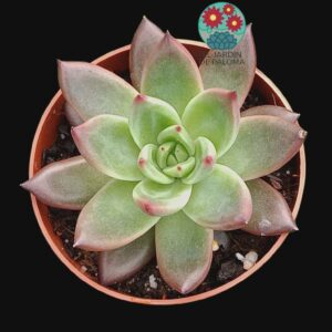 Echeveria "Lovesong" (hibrido colorata x romeo rubin)