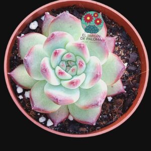 Echeveria colorata "La Auténtica" (novedad)