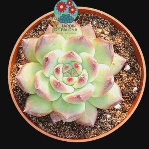 Echeveria colorata "La Auténtica" (novedad)