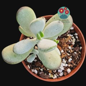 Cotyledon orbiculata "Oophyila"