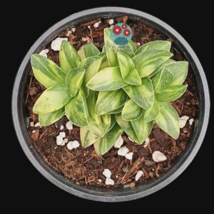 Crassula Springtime variegata