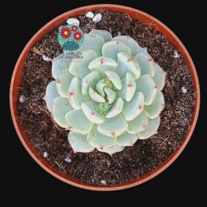 Echeveria Cuspidata hibrida (novedad)