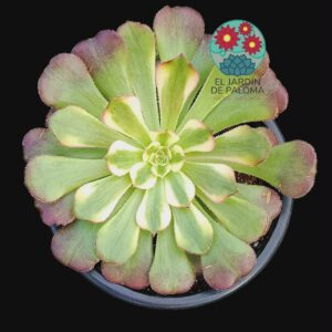 Aeonium Garnet yellow variegata (importación)