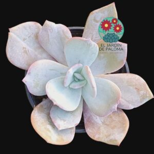 Echeveria Gila