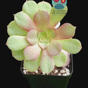 Greenovia hibrida (importación)