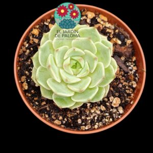 Echeveria "Ben badis"