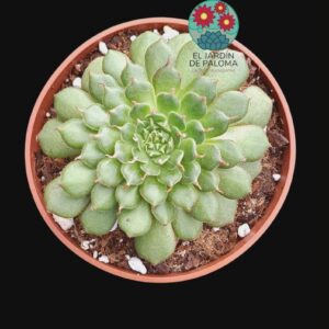 Graptoveria Iona con hijuelos (novedad)