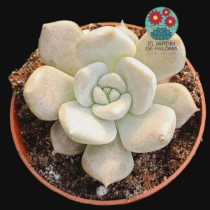 Echeveria Juliana (novedad)