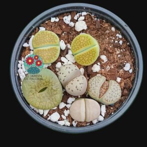 Lithops mix