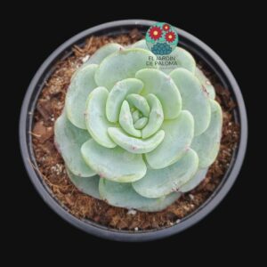 Echeveria Montblanc