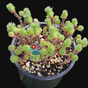 Sedum multiceps