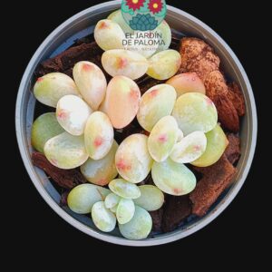 Echeveria "All star" (importación, maceta pequeña)