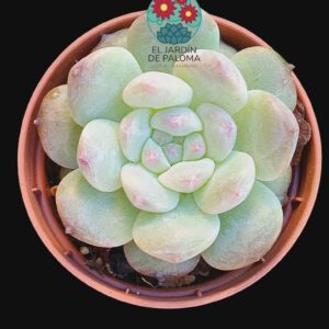 Echeveria White diamond (importación, maceta pequeña)