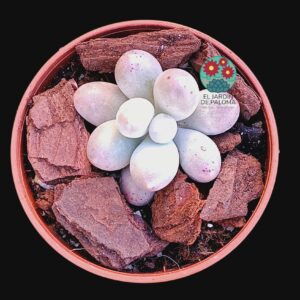 Pachyphytum "Rice dumpling" (importación, maceta pequeña)
