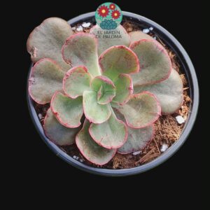 Echeveria Painted frills