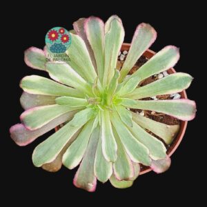 Aeonium Pampas variegata