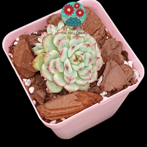 Echeveria Marcel doble roseta (importación)