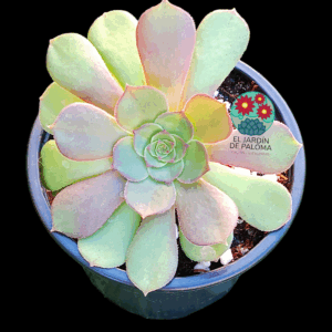 Aeonium " Charm golden rose" hibrida (importación)