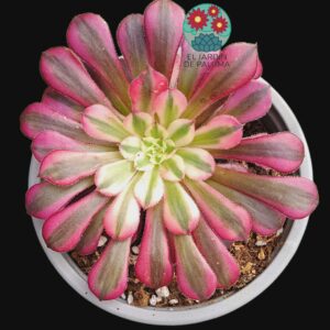 Aeonium Red flame (importación)