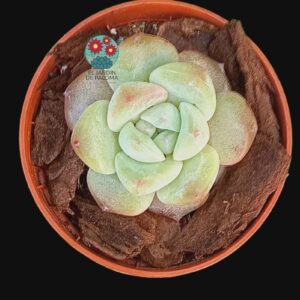 Echeveria White diamond (importación, maceta pequeña)