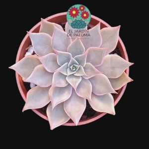 Echeveria Agavoides "Serengeti"