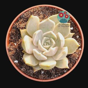Echeveria "Santa Ana" (novedad)