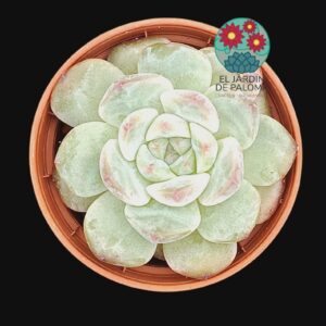 Echeveria White diamond (importación, maceta pequeña)